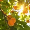 'Alfred' Apricot Tree -Greenzy Sales Store FRU0514 1