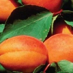 'Alfred' Apricot Tree -Greenzy Sales Store FRU0514 3