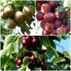 Mini Orchard Collection | Cherry, Pear & Plum Trees -Greenzy Sales Store FRUCOL1 1