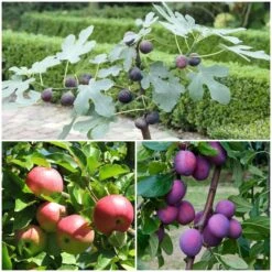 3 Super Easy To Grow Fruit Trees | Apple, Fig & Plum