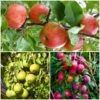 The 3 Top Performing Fruit Trees To Grow In The UK | Apple, Pear & Plum -Greenzy Sales Store FRUCOL11 1
