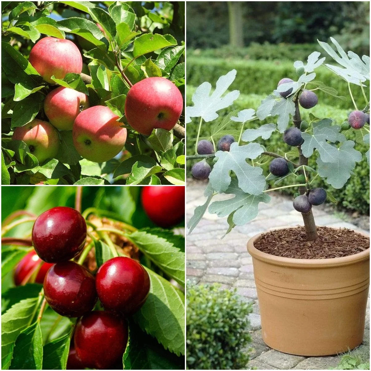 The 3 Best Fruit Trees For Small Gardens | Apple, Cherry & Fig 1 The 3 Best Fruit Trees For Small Gardens | Apple, Cherry & Fig