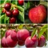 Mini Orchard Collection | Apple, Cherry & Plum -Greenzy Sales Store FRUCOL2 1