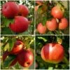 Endless Apples Collection | Scrumptious, Braeburn Hillwell, James Grieve & Red Windsor