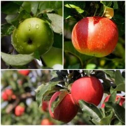 Cross-Pollinating Apple Collection | Bramley, Gala & Discovery