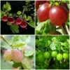 Complete Gooseberry Collection | Red, White & Green -Greenzy Sales Store FRUCOL6 1