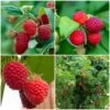 Award Winning Raspberry Canes | Growers' Choice -Greenzy Sales Store FRUCOL7 1