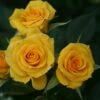 'Flower Power Gold' Patio Shrub Rose -Greenzy Sales Store Flower Power Gold a 0507a550 61f1 46e0 b977 2e44f8d966c8