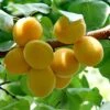 Golden Glow Apricot Tree -Greenzy Sales Store GoldenGlow 1