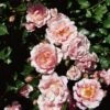 'Happy Retirement' Shrub Rose -Greenzy Sales Store Happy Retirement
