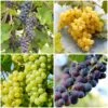 Heritage Grape Vines Collection -Greenzy Sales Store HeritageGrapes 7ffefc5a 885c 436b 838a 8f64b698ad3a