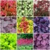 The All Year Round Heuchera Collection 4 The All Year Round Heuchera Collection -Greenzy Sales Store Heuchera collage 985115b0 6ec9 401b 845f 453a327300c9