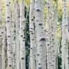 Himalayan Birch Tree | Betula Utilis Jacquemontii -Greenzy Sales Store Himalayanbirch
