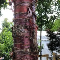 Single Stem Tibetan Cherry Tree | Prunus Serrula -Greenzy Sales Store IMG 2542 1