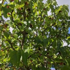 Repsime Mulberry Tree -Greenzy Sales Store IMG 20200726 121446