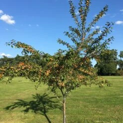 Mirabelle De Nancy Plum Tree -Greenzy Sales Store IMG 4716