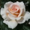 'Isn't She Lovely' Hybrid Tea Rose -Greenzy Sales Store ISN T SHE LOVELY 2 Diciluvit 6b1576e0 7cd2 424d b985 1a70f687b950