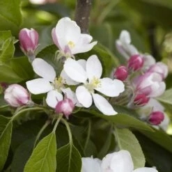 James Grieve Apple Tree | Dwarf Rootstock 9 James Grieve Apple Tree | Dwarf Rootstock -Greenzy Sales Store JamesGrieveappleblossom