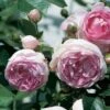 'Jasmina' Climbing Rose 5 'Jasmina' Climbing Rose -Greenzy Sales Store Jasmina02 a9e9a60c d1ae 4f46 8556 8e621a1da5d1