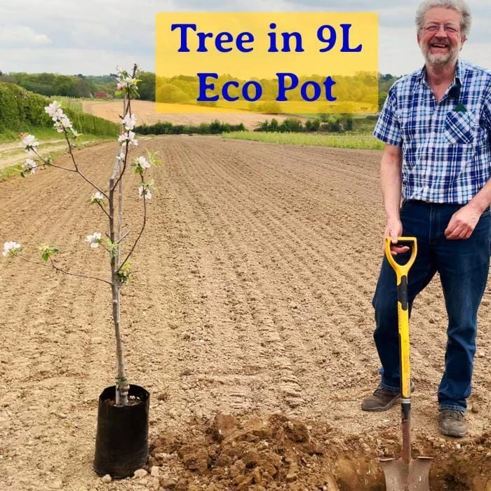 'New Large Early' Apricot Tree 3 'New Large Early' Apricot Tree - Image 3