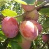 Jubilee Plum Tree -Greenzy Sales Store Jubilee 1