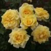 'Abbeyfield Gold' Hybrid Tea Rose -Greenzy Sales Store KORquelda Abbeyfield Gold 23 97f975d7 6407 44ab b9d9 6c442e522514