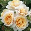 'Champagne Moment' Floribunda Rose 14 'Champagne Moment' Floribunda Rose -Greenzy Sales Store KORvanaber Champagne Moment 50f9e857 6b7c 4b1d 8f50 2ac0b2380701
