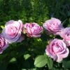 'Lavender Ice' Patio Shrub Rose