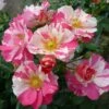 'Mind Games' Floribunda Rose -Greenzy Sales Store MIND GAMES Dickylie 6f7da30d 751d 40bf a5ac 4eef126b2d17
