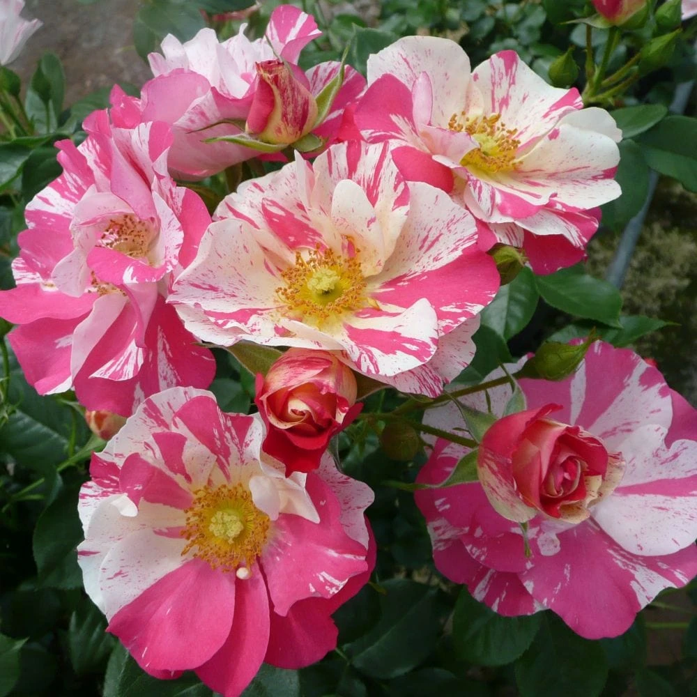 'Mind Games' Floribunda Rose 1 'Mind Games' Floribunda Rose