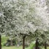 'Montreal Beauty' Crabapple Tree -Greenzy Sales Store Montreal 1