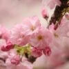 Kurilensis Ruby' Cherry Blossom Tree | Prunus Nipponica -Greenzy Sales Store Nipponica 1