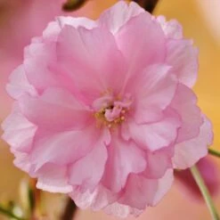 Kurilensis Ruby' Cherry Blossom Tree | Prunus Nipponica 6 Kurilensis Ruby' Cherry Blossom Tree | Prunus Nipponica -Greenzy Sales Store Nipponica 3