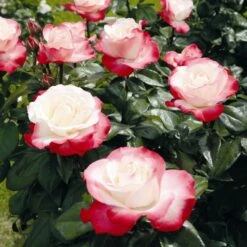 'Nostalgia' Hybrid Tea Rose -Greenzy Sales Store Nostalgie 4
