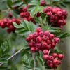 Pink Pagoda Rowan Tree | Sorbus Hupehensis 6 Pink Pagoda Rowan Tree | Sorbus Hupehensis -Greenzy Sales Store ORN0001 5