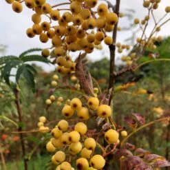 Joseph Rock Rowan Tree | Sorbus -Greenzy Sales Store ORN0003 1
