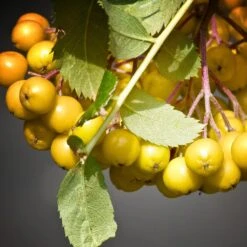 Joseph Rock Rowan Tree | Sorbus -Greenzy Sales Store ORN0003 4