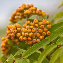 Joseph Rock Rowan Tree | Sorbus -Greenzy Sales Store ORN0003 5