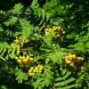 Joseph Rock Rowan Tree | Sorbus -Greenzy Sales Store ORN0003 6