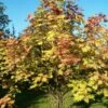 Scarlet Japanese Rowan Tree | Sorbus Commixta 'Embley' -Greenzy Sales Store ORN0007 1 a35dffad 26a8 46a4 91a1 07e949d62b89