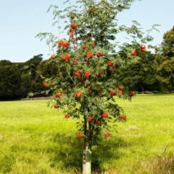 Mountain Ash Rowan Tree | Sorbus Aucuparia -Greenzy Sales Store ORN0009 6