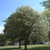 Whitebeam Tree | Sorbus Aria 'Lutescens' -Greenzy Sales Store ORN0012 1