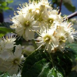 Whitebeam Tree | Sorbus Aria 'Lutescens' -Greenzy Sales Store ORN0012 2