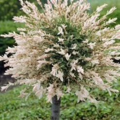 Flamingo Willow Tree | Salix Integra Hakuro Nishiki -Greenzy Sales Store ORN0014 1 1