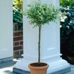 Flamingo Willow Tree | Salix Integra Hakuro Nishiki -Greenzy Sales Store ORN0014 4