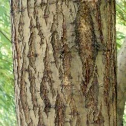 Golden Weeping Willow Tree | Salix Chrysocoma 11 Golden Weeping Willow Tree | Salix Chrysocoma -Greenzy Sales Store ORN0015 5