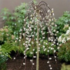 Kilmarnock Dwarf Weeping Willow Tree | Salix Caprea -Greenzy Sales Store ORN0017 2