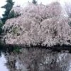 Weeping Yoshino Cherry Blossom Tree | Prunus Yedoensis -Greenzy Sales Store ORN0027 1