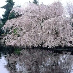 Weeping Yoshino Cherry Blossom Tree | Prunus Yedoensis