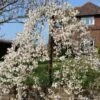 Dwarf Weeping Yoshino Cherry | Prunus Yedoensis 'Ivensii' -Greenzy Sales Store ORN0028 1